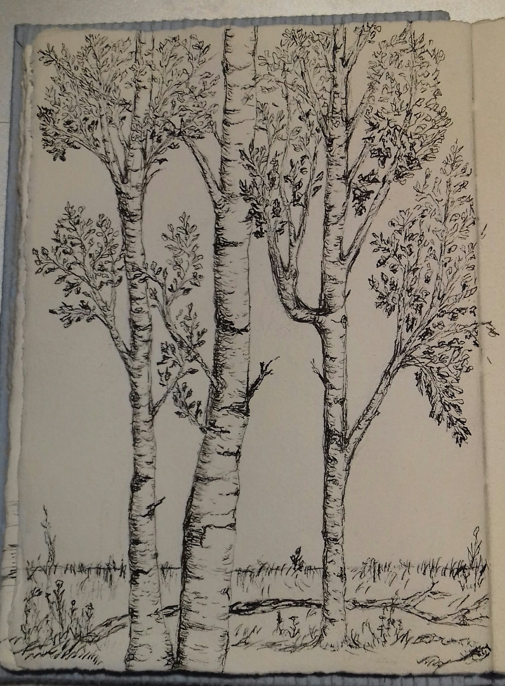 20170713_214846-1 (1)