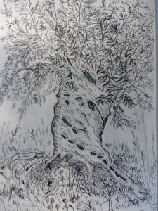 Ancient Sicilian Olive