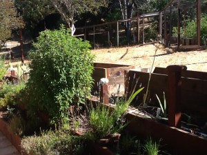 Gratitude Garden in its Beginning Stage