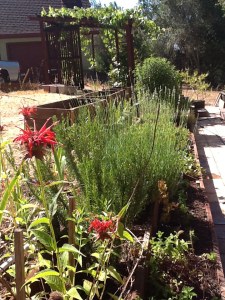 Herb Bed at Gratitude Gardens