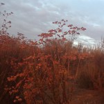California red buckwheat