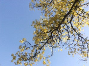 Casia fistula tree, New Delhi