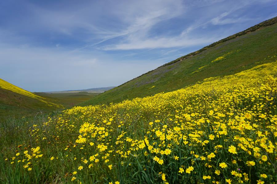 Carrizo Plain