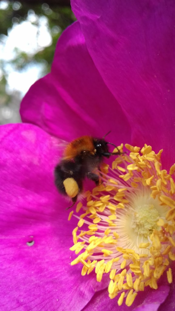 This image has an empty alt attribute; its file name is 20170527_114326-1.jpg